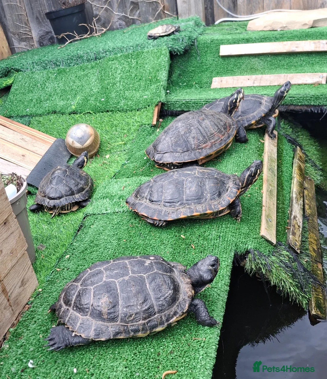 Turtle reptiles for sale: Turtle  and terrapin rescue in Melton Mowbray - Advert 5