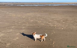 Jack Russell dogs for stud: Looking for a girlfriend  - Image 3