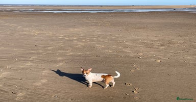 Jack Russell dogs - Advert 12