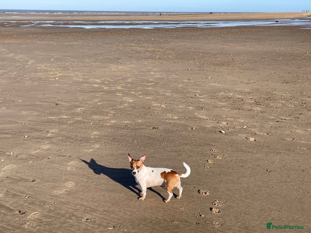Jack Russell dogs for stud: Looking for a girlfriend  - Image 3