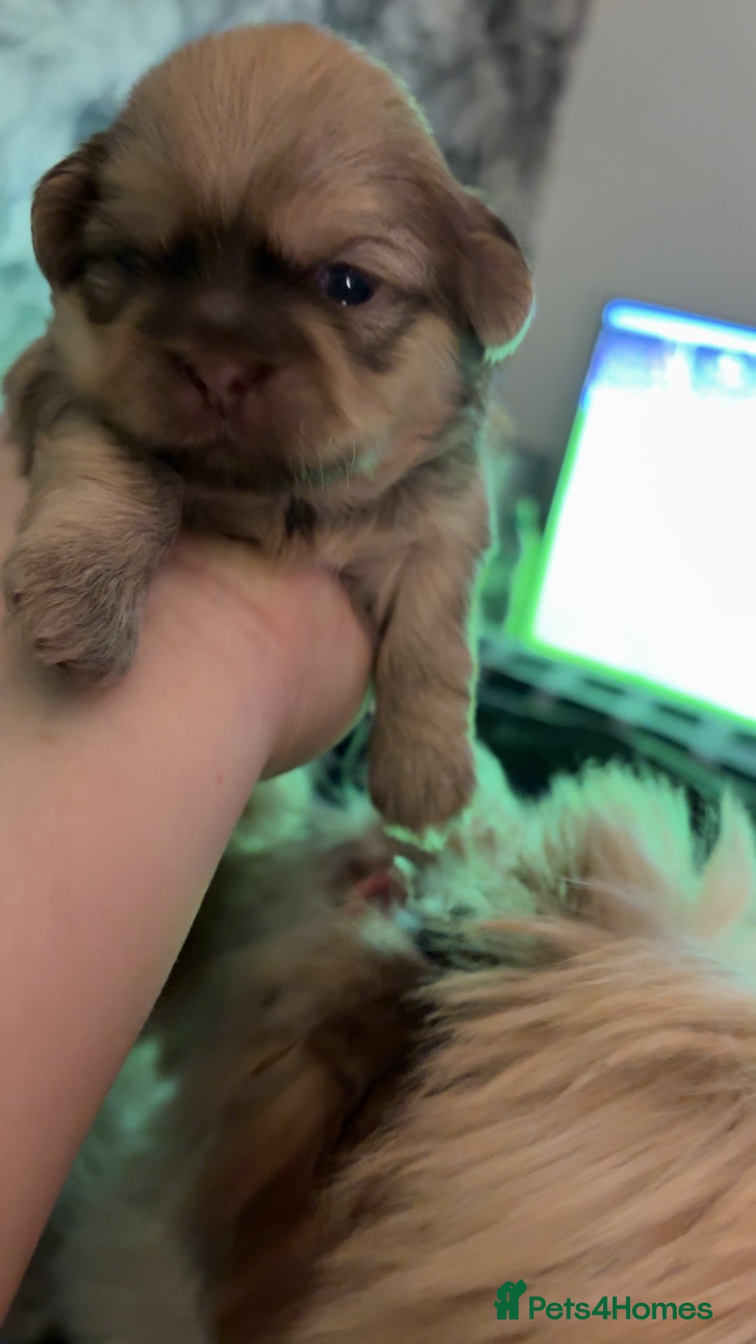 Shih Tzu dogs for sale: Shih Tzus puppies - Advert 3