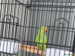 Ringnecks birds 5-6 month old green Indian ring neck parrot - Advert 8