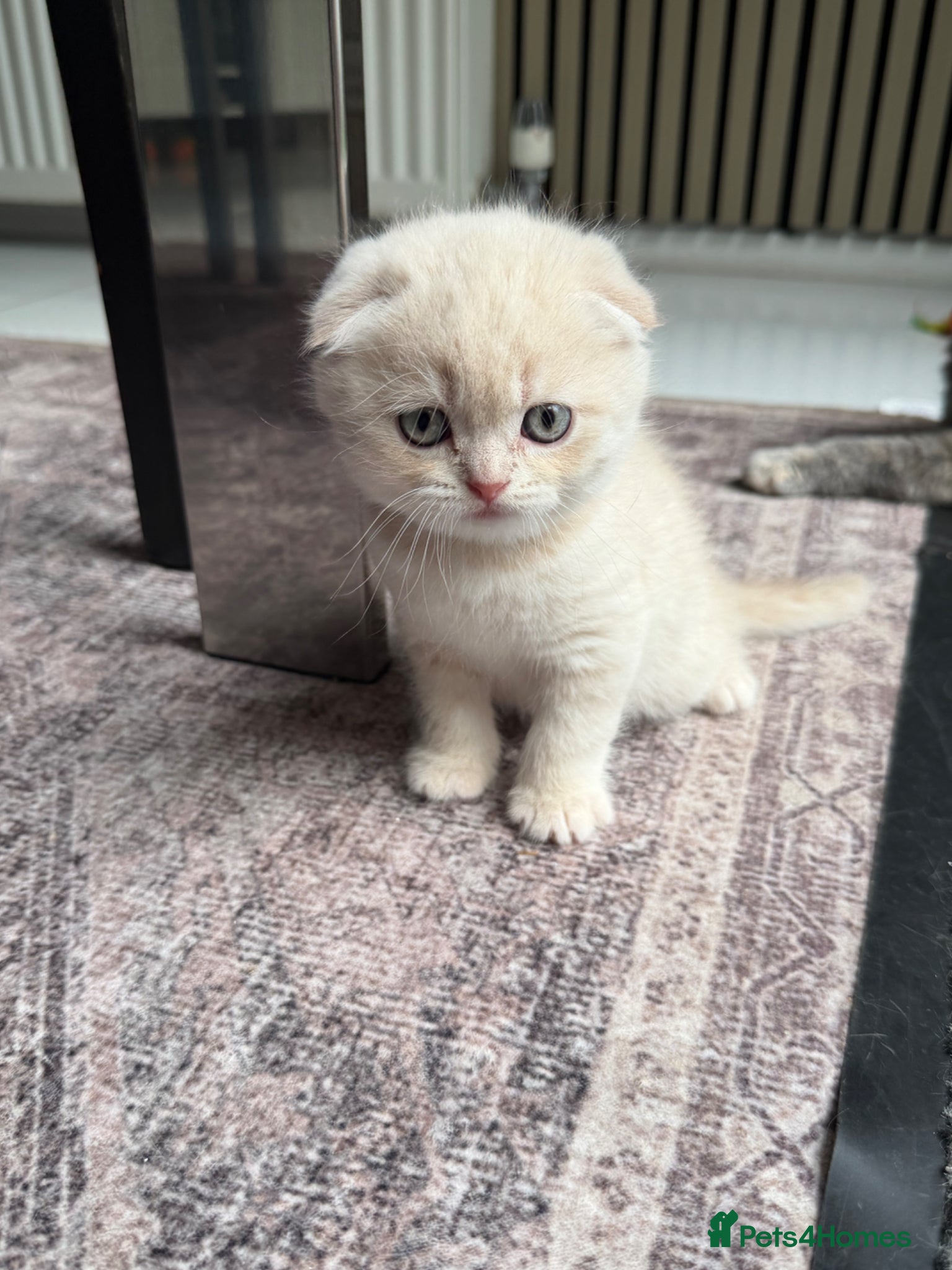 Scottish Fold cats for sale: Beautiful Scottish Fold Kittens Ready From 10/06 in Leatherhead - Advert 15
