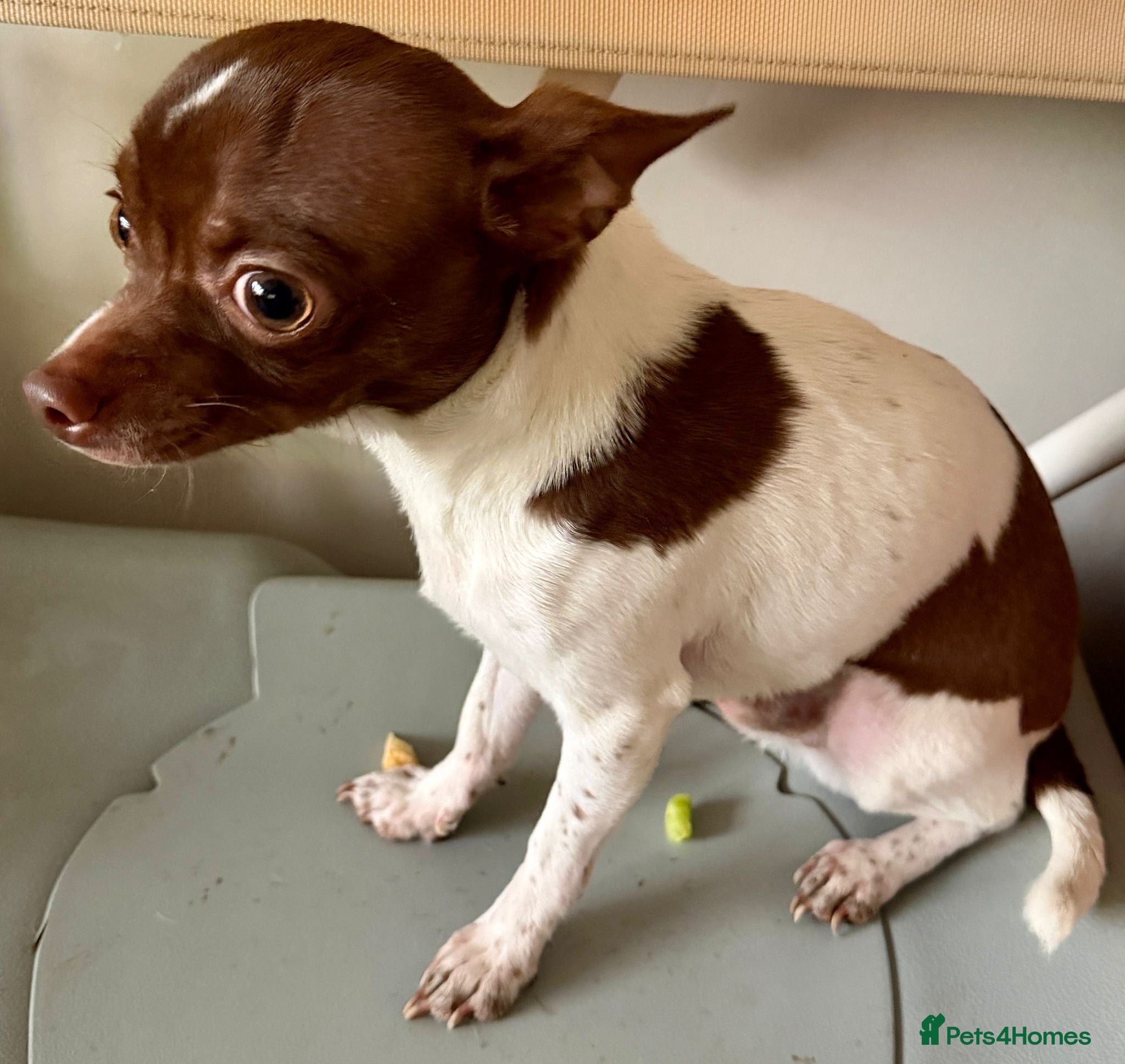 Chihuahua dogs Pure Breed Chihuahua male - Advert 5