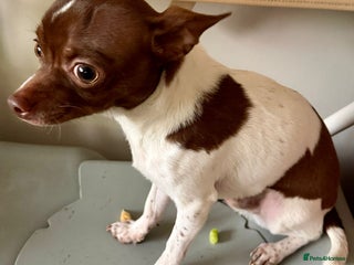 Chihuahua dogs Pure Breed Chihuahua male - Advert 9