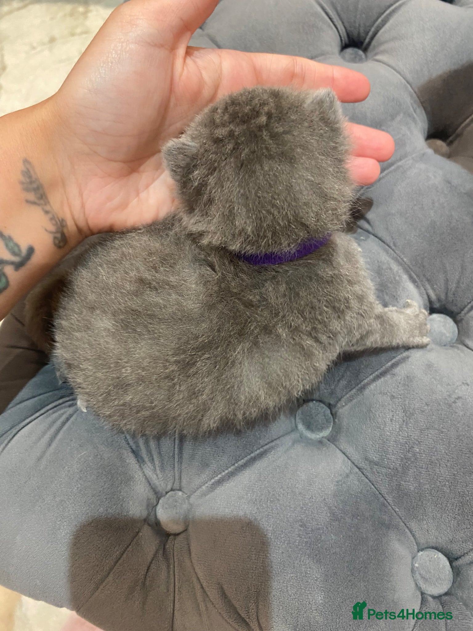British Shorthair cats for sale: Beautiful British Blues  - Advert 7
