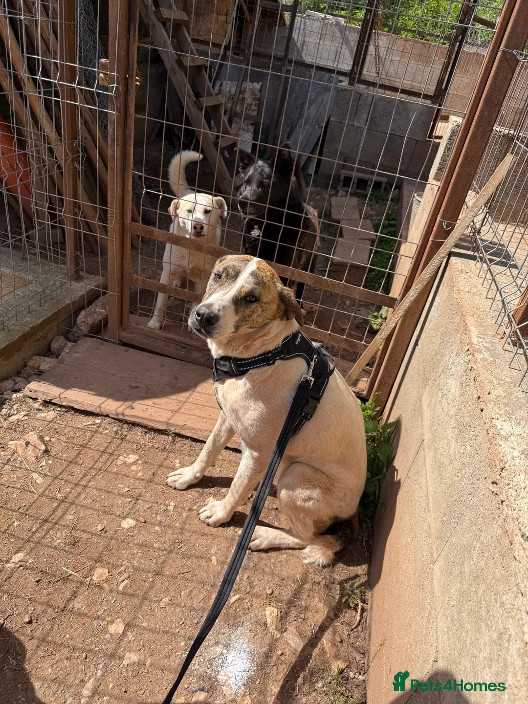 Mixed Breed dogs for adoption: Jasmine 🩷 - Advert 2