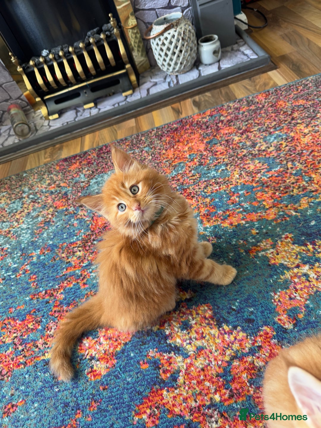 Maine Coon cats for sale: Cross Maine coon for sale  - Image 5
