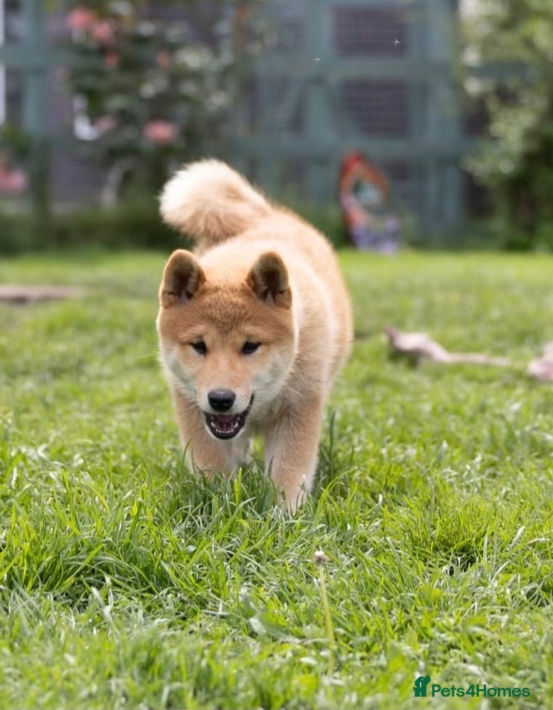 Japanese Shiba Inu dogs READY NOW Elite Japanese Shiba Inu puppies. - Advert 1