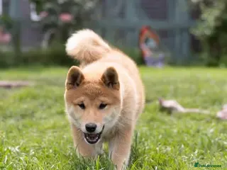 Japanese Shiba Inu dogs READY NOW Elite Japanese Shiba Inu puppies. - Advert 1