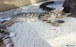 Mixed Breed cats for sale: Kittens - Image 7
