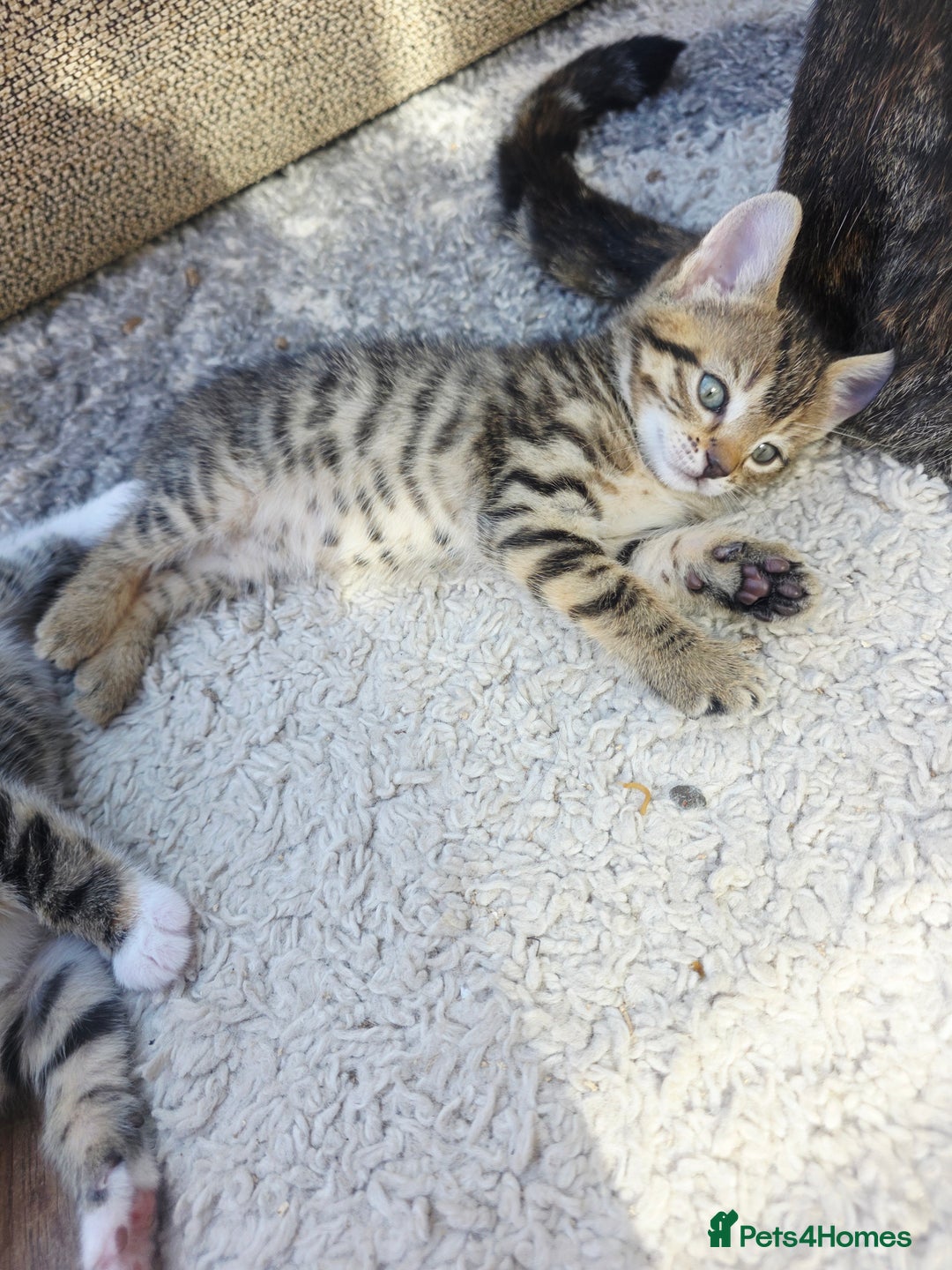 Mixed Breed cats for sale: Kittens - Image 7