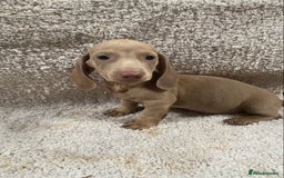 Miniature Dachshund dogs for sale: Miniature dachshund pups - Image 1