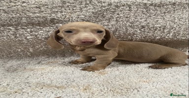 Miniature Dachshund dogs - Advert 16