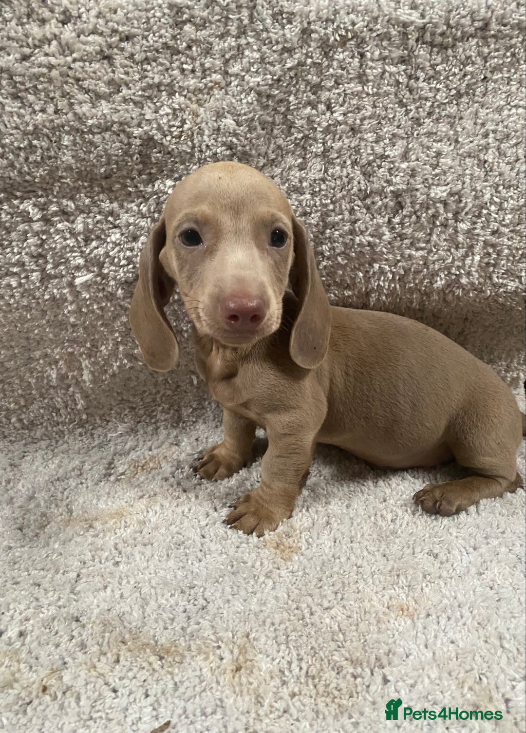 Miniature Dachshund dogs for sale: Miniature dachshund pups - Image 1