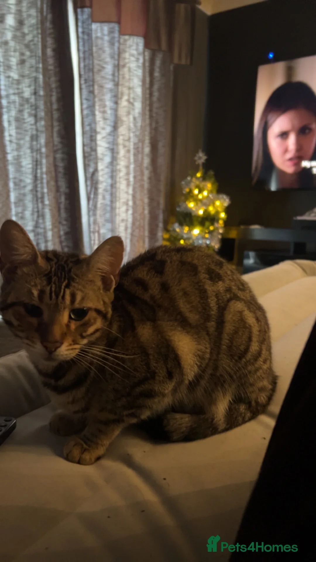 Bengal cats for sale: 2 Female kittens in South Ockendon - Advert 7
