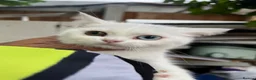 Turkish Van cats for sale: 6 Beautiful Kittens Looking for Loving Homes 🐾 - Advert 8