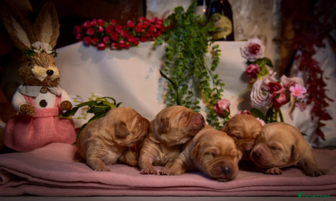 Goldador dogs for sale: Beautiful Red Goldador Puppys DNA Clear - Advert 1