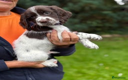 Cocker Spaniel dogs for sale: READY NOW KC Reg Working Cocker spaniel puppies - Image 8