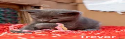 Russian Blue cats for sale: Russian Blue Cross Boy Kitten – Trevor - Advert 5