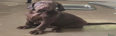 Mixed Breed 4