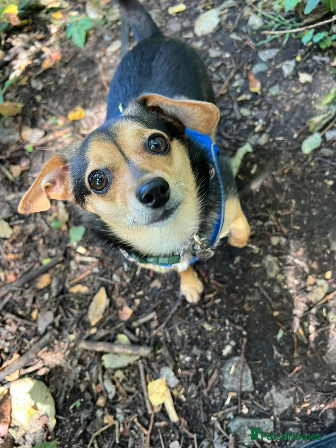 Mixed Breed dogs for sale: Dachshund cross and chihuahua  in Newcastle - Advert 6