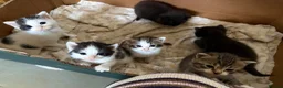 British Shorthair cats for sale: Five gorgeous soft kittens  - Advert 23