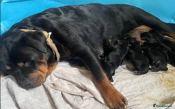 Rottweiler dogs for sale: Full bred rottweiler puppies - Image 5