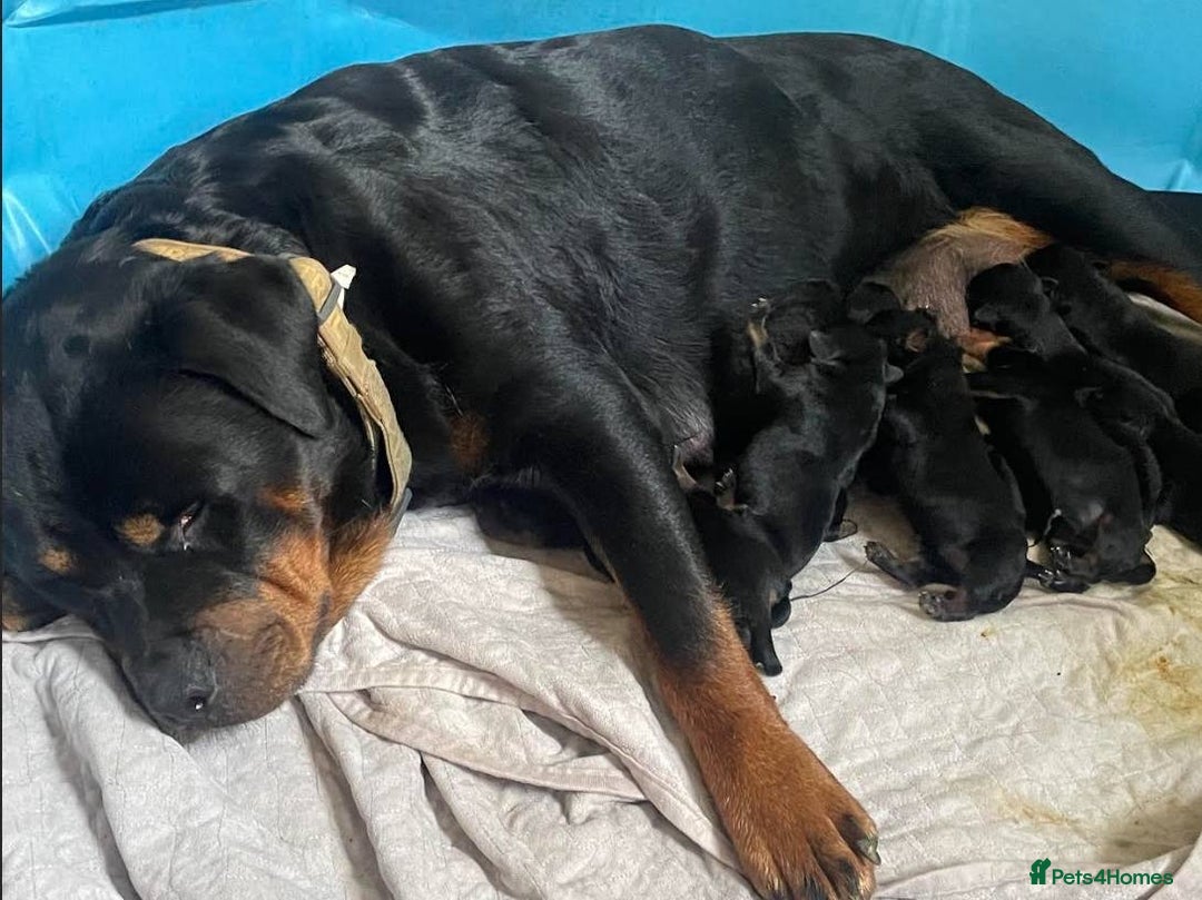 Rottweiler dogs for sale: Full bred rottweiler puppies - Image 5