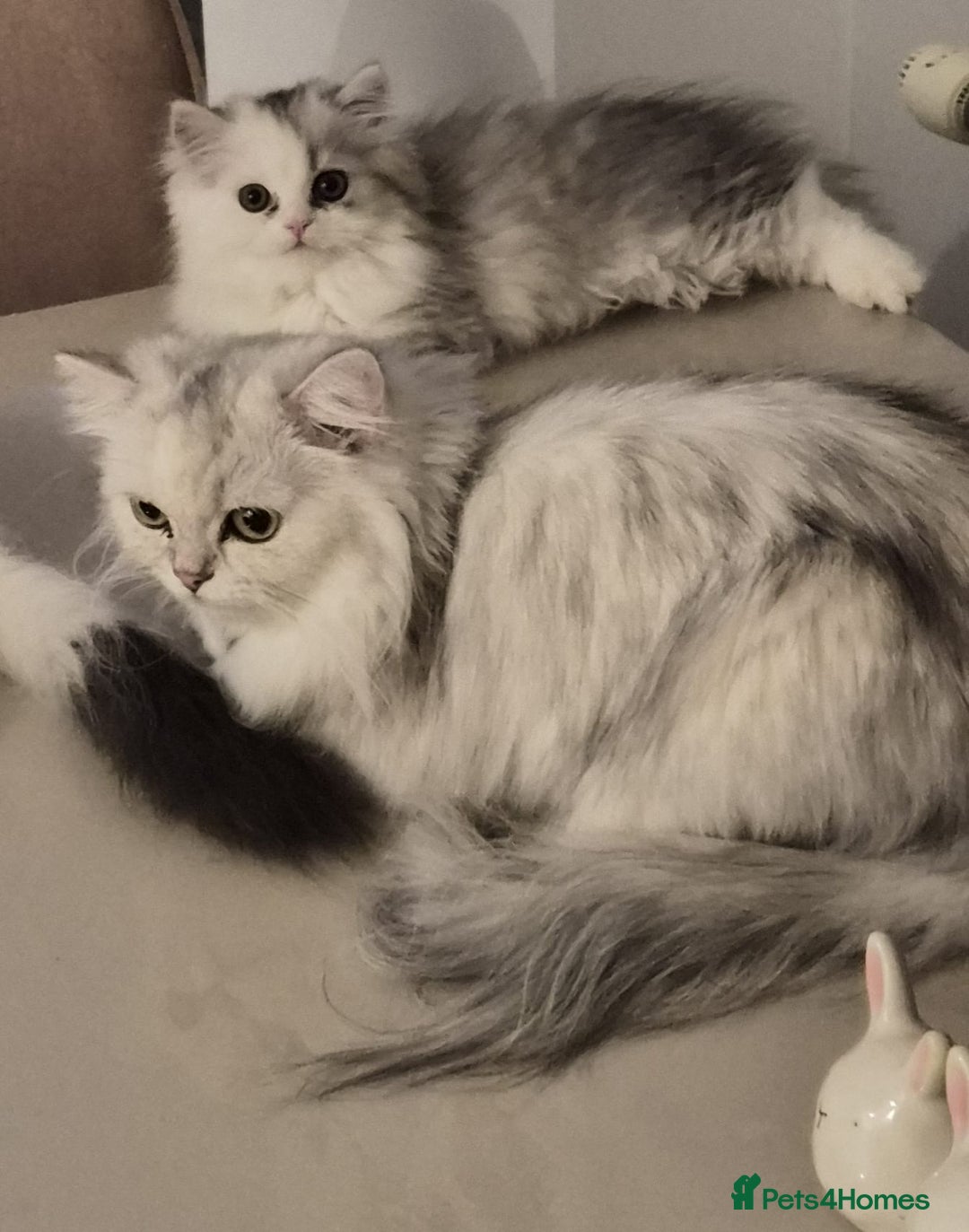 Persian cats for sale: Beautiful Persian siblings - Advert 1