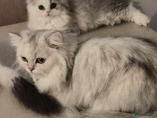 Persian cats Beautiful Persian siblings - Advert 1