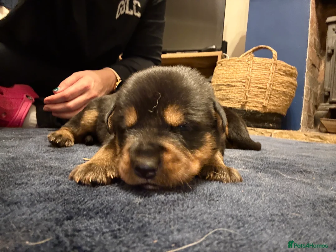 Mixed Breed dogs for sale: Shepweiler Puppies (GSD x Rottie) - Advert 20