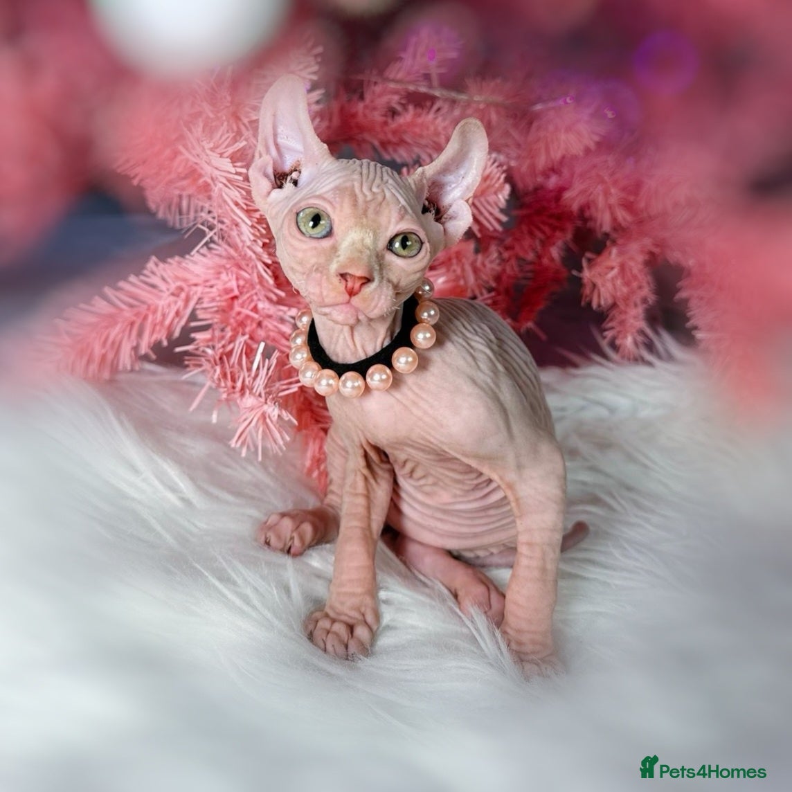 Sphynx cats 🌟 Stunning Sphynx & Elf Kittens  - Advert 1