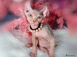 Sphynx cats 🌟 Stunning Sphynx & Elf Kittens - Advert 1