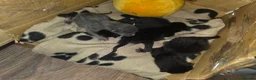 Mixed Breed cats for sale: 2 black kittens - Advert 7