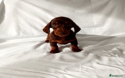 Miniature Dachshund dogs for sale: Miniature dachshund  - Image 2