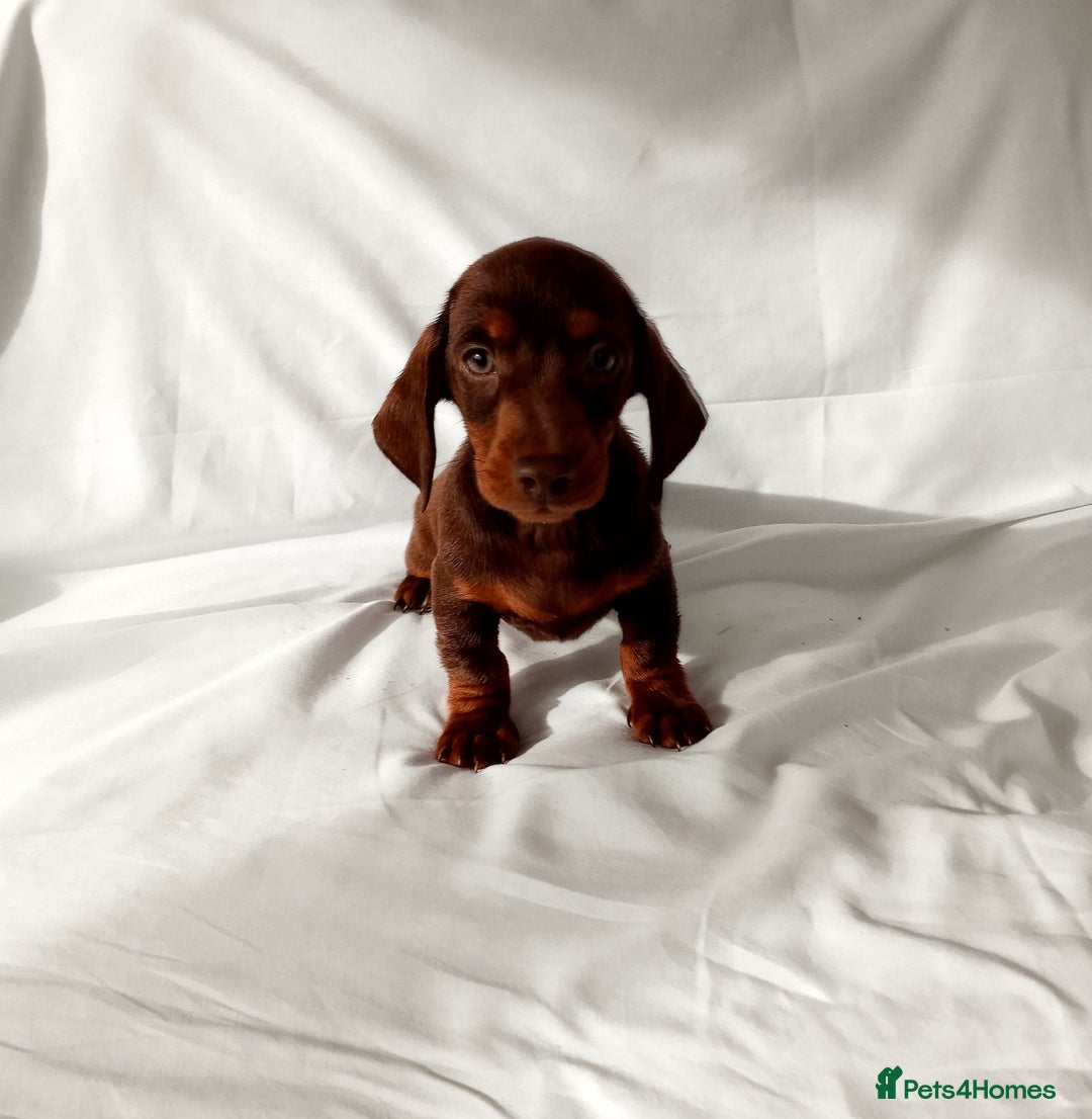 Miniature Dachshund dogs for sale: Miniature dachshund  - Image 2
