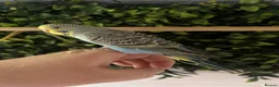 Budgerigars birds for sale: Baby budgies handled by hand  - Advert 5