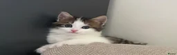 Mixed Breed cats for sale:     4 Beautiful Kittens Ready for Forever Homes ❤️ - Advert 6