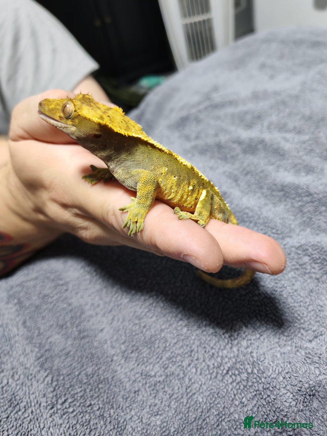 Gecko reptiles for sale: Crested Gecko with enclosure - female - Advert 7