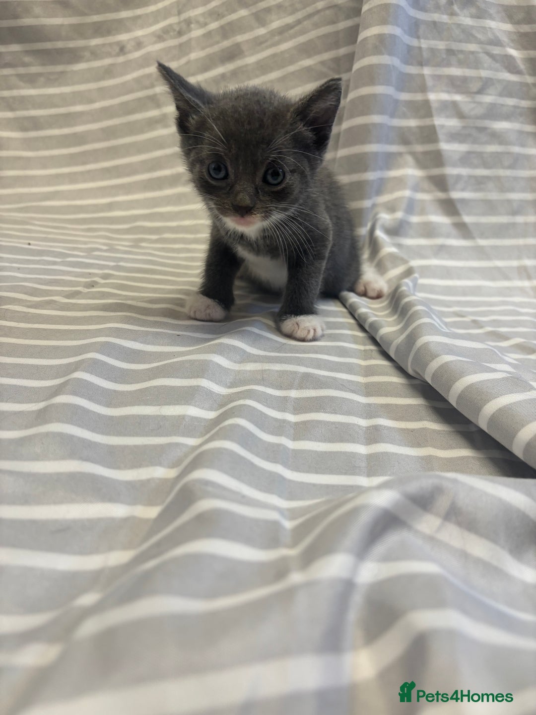 Mixed Breed cats for sale: Adorable 5-Week-Old Kittens Ready to Reserve - Image 11