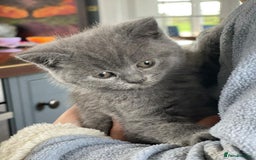 British Shorthair cats for sale: Beautiful litter of British blues  - Image 7