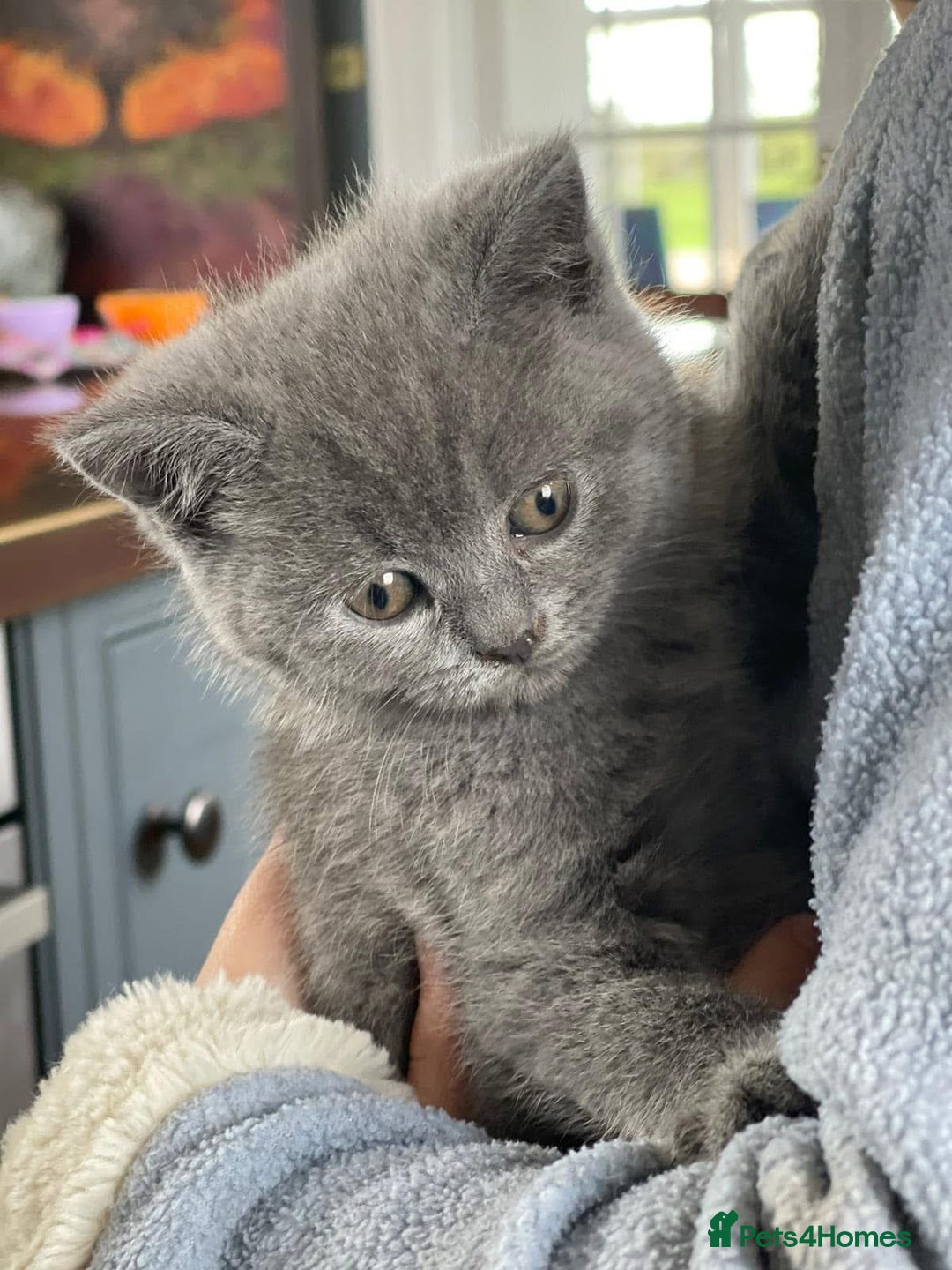 British Shorthair cats for sale: Beautiful litter of British blues  - Image 7
