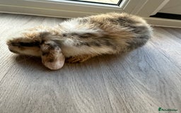 English Lop rabbits for sale: Beautiful rabbits for sale 07840003253  - Image 17