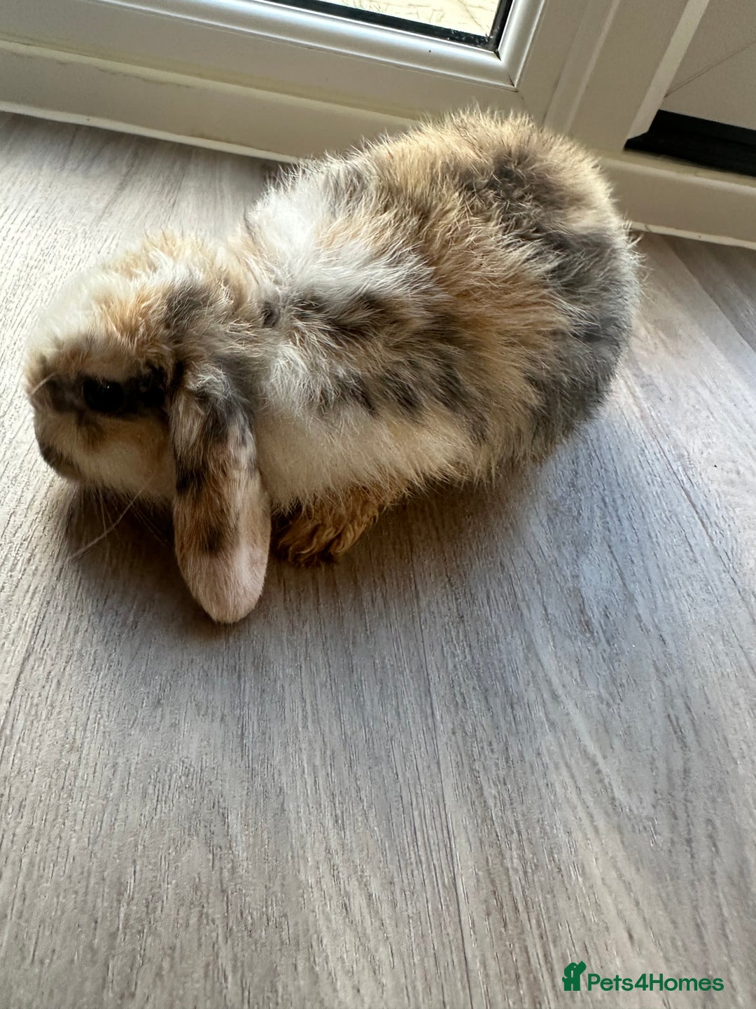 English Lop rabbits for sale: Beautiful rabbits for sale 07840003253  - Image 17