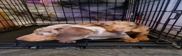 Dachshund dogs for sale: 🐾 2 Male Dachshund Puppies – 6 Weeks Old 🐾 - Advert 8