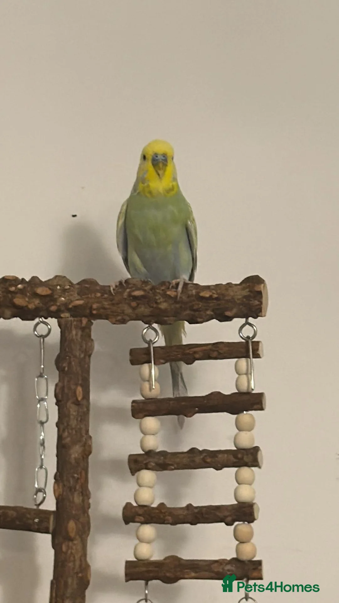 Budgerigars birds for sale: Bobo and Lime.  - Advert 2