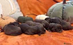 Cavapoo dogs for sale: £ negotiable for 5⭐️ Homes  Chocolate Cavapoos  - Image 10