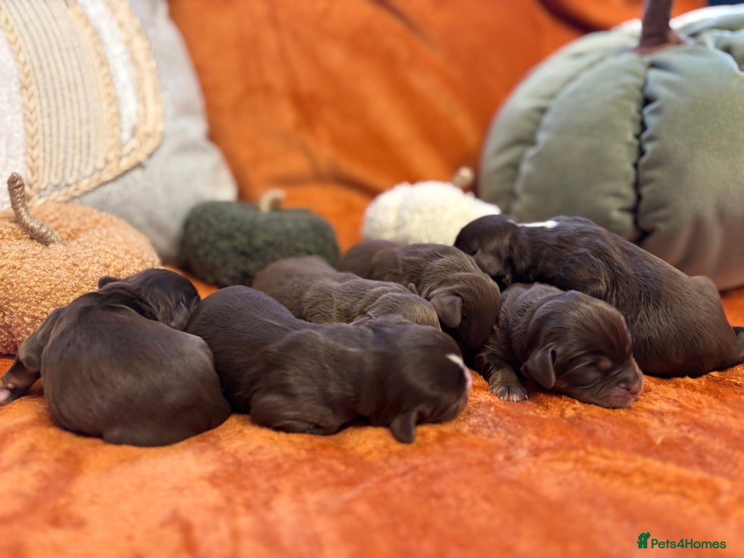 Cavapoo dogs for sale: £ negotiable for 5⭐️ Homes  Chocolate Cavapoos  - Image 10