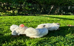 Chickens poultry for sale: Trio of bantams  - Image 7